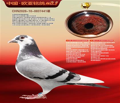 世界大铭鸽电脑戈马利“涡轮号”447X314黄金配对