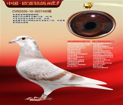 西佛依托全国冠军泰山号多重近亲357X133