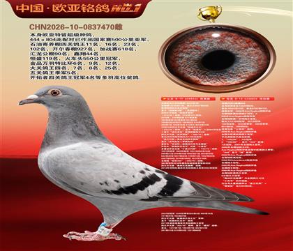 利奥波尔特亚精顿444×超级金母麻鹰804