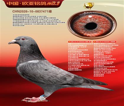 詹森919直子603X伟大黑斑281