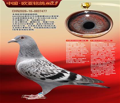 利奥鸽王杨直孙851×利奥超级金母麻鹰804