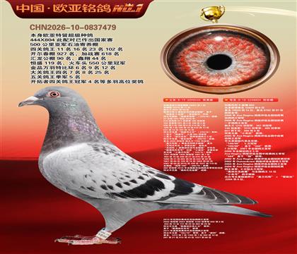利奥波尔特亚精顿444×超级金母麻鹰804