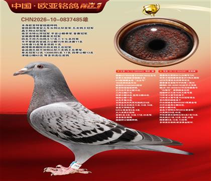 詹森919直子603X伟大黑斑281