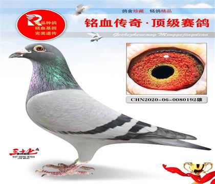 一号金雄最佳直子