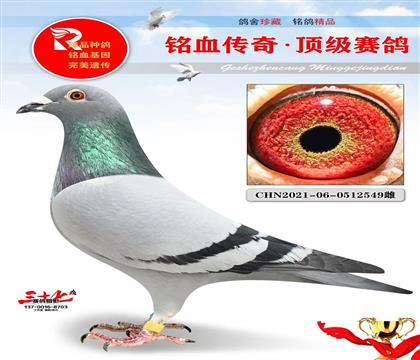 一号金雄最佳直女、