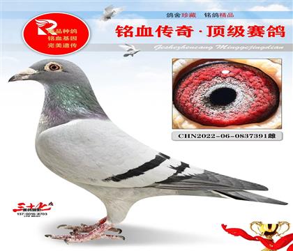 超级速度代表子代、做出3羽前十名