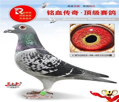 东方不败黄金对子代