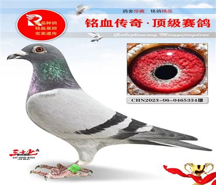 兰布瑞契、黄金对子代