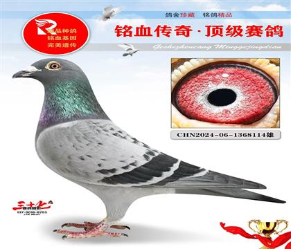 所向无敌回血、老种鸽做出、重点