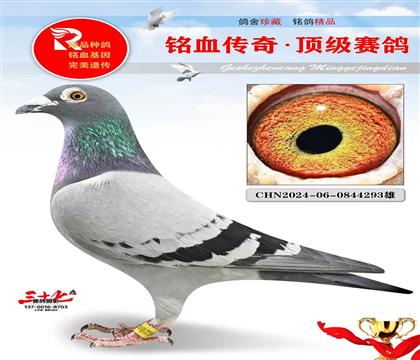 最好的古瓦特、开尔冠军家族