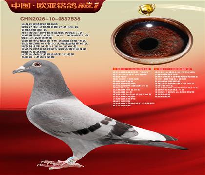 世界大铭鸽电脑戈马利“涡轮号”447X314黄金配对