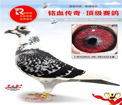 花头好手直孙、特别重点