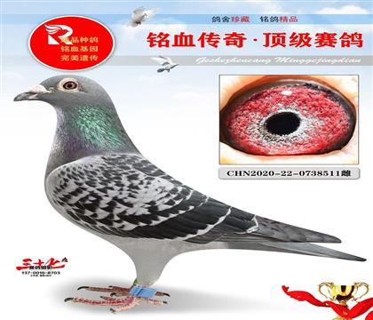 小黄金对雌、千公里6名
