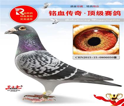 公棚专线、天润公棚决赛14名
