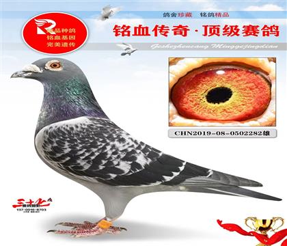 特比环3关季军、重点种鸽