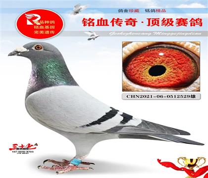 纯凡龙、家族开尔鸽王