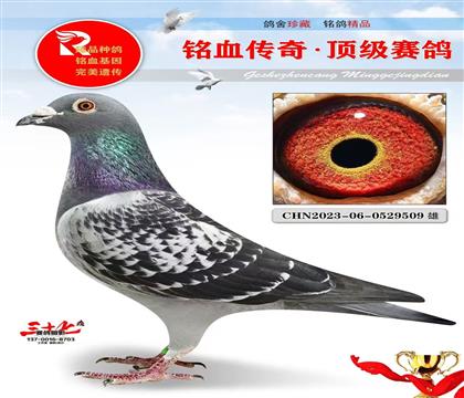 威廉迪布恩、飓风回血、此鸽很好