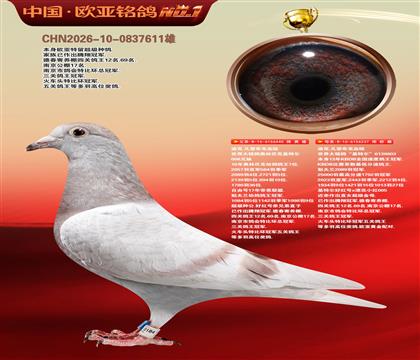 迪克.凡登布克440X基特尔237黄金配对