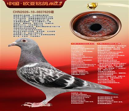 NPO全国冠亚军515X利奥KBDB鸽王17直女872