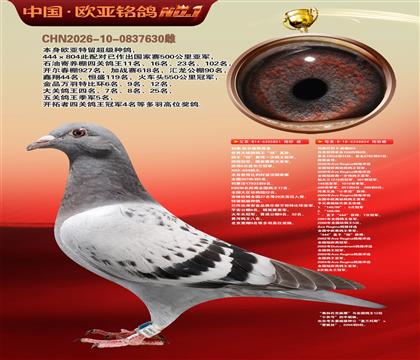 利奥鸽王杨直孙851×利奥超级金母麻鹰804