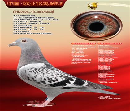 奥林匹克03直孙801 × 超级金母麻鹰804
