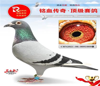 特比8名、超级种鸽