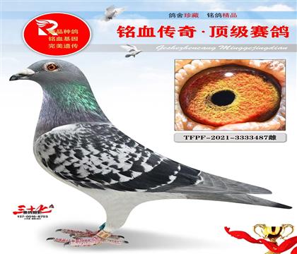 台湾郑东龙、金环、重点