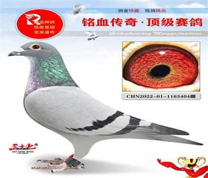 京东燕翔公棚决赛5名