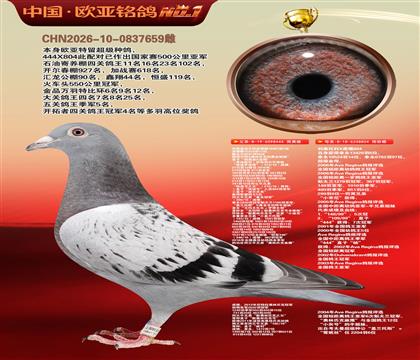 利奥波尔特亚精顿444×超级金母麻鹰804