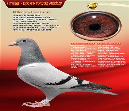 利奥原舍漂亮号828X鸽王杨040