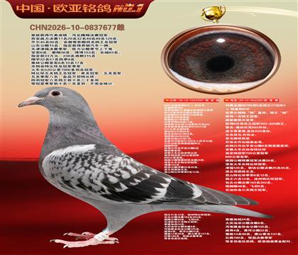 世界大铭鸽鸽王“杨”直孙999X利奥全国鸽王281