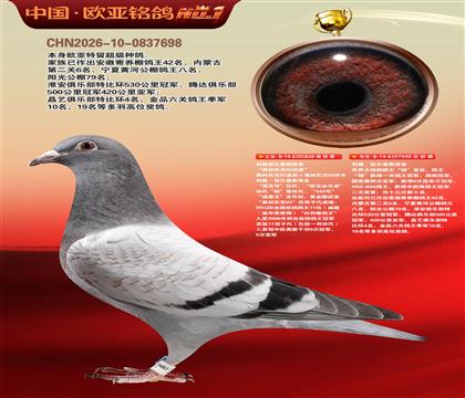 利奥原舍漂亮号828X鸽王杨040