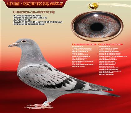 杨.胡曼斯原舍“哈利”638X哈利近亲367