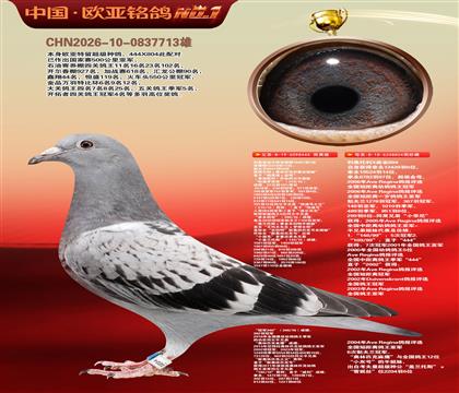 利奥波尔特亚精顿444×超级金母麻鹰804