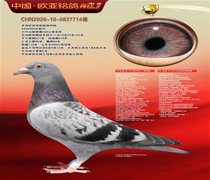 利奥波尔特亚精顿444×超级金母麻鹰804