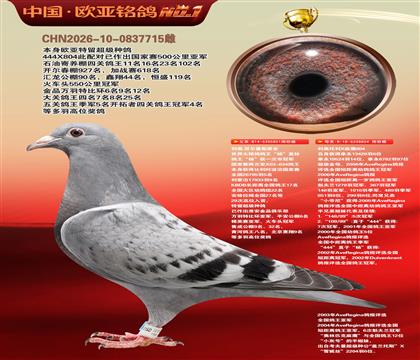 利奥鸽王杨直孙851×利奥超级金母麻鹰804