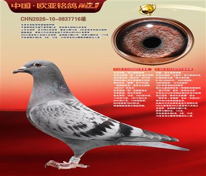 利奥原舍杨外孙855X迪卡普利奥力量号019