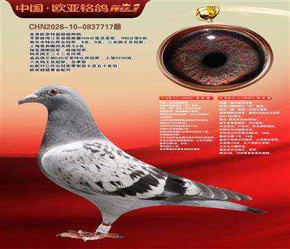 利奥原舍鸽王“杨”851X鸽王“杨”直孙818近亲