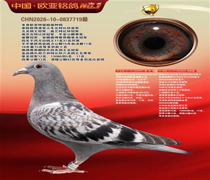 詹森919直子999X詹森766直女840