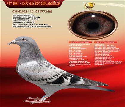 利奥白羽雌鸽王欧元801X鸽王杨直孙女061