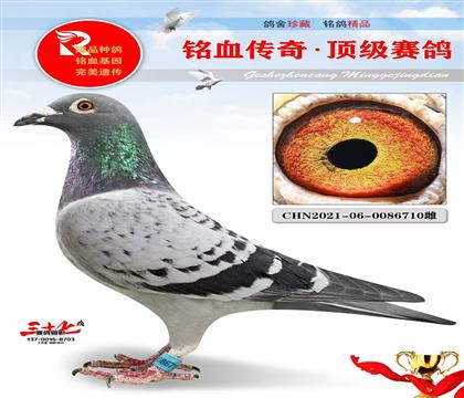 金母710、布克斯1号直女