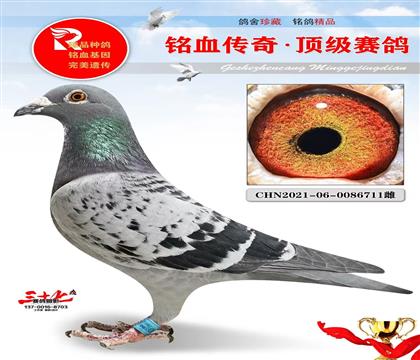 金母711、布克斯1号代表直女