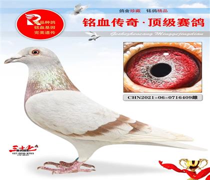 红色兰布瑞契、凡登布克