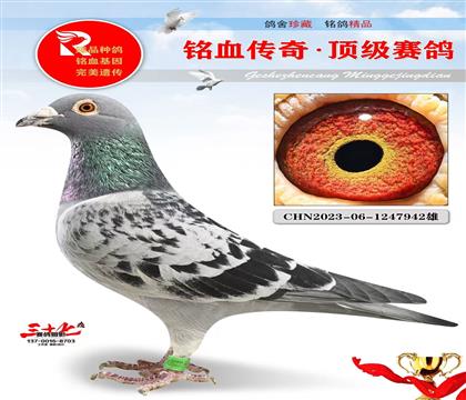 马克·詹森 金母直子