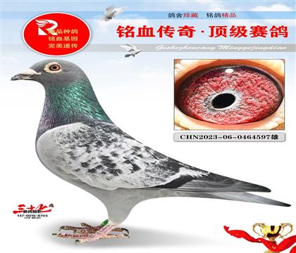 布克斯1号·布克斯速度鸽王5