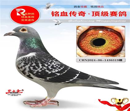 布克斯2号直子·布克斯1号直女