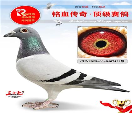 中华鸽业鸽王·卡普决赛7名