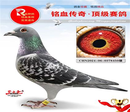 神州鸽王家族、近两年超级发挥