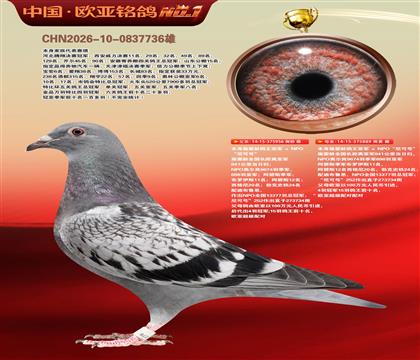 施霍龄尼可号956×施霍龄尼可号889