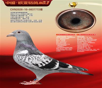 利奥白羽雌鸽王欧元801X鸽王杨直孙女061